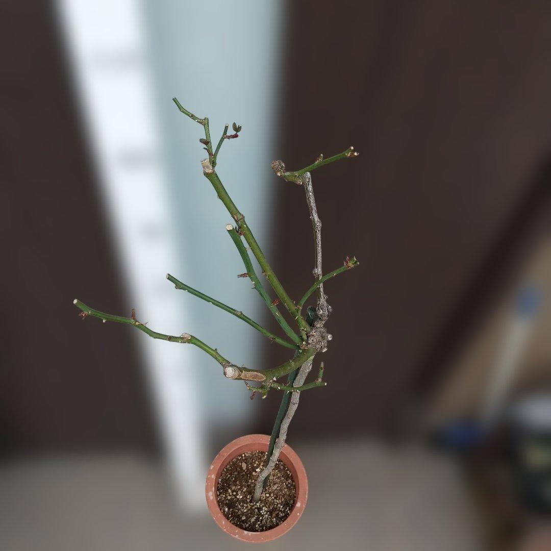 スタンダード仕立てバラ苗(蛍光ピンク、四季咲き)