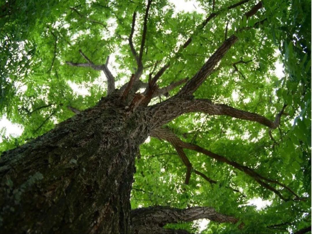 魚眼レンズ！高画質 7Artisans 7.5mm F2.8 Fish-eye