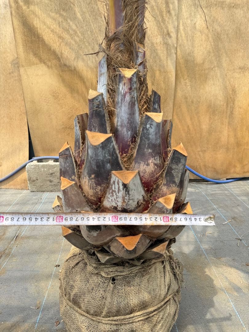 ココスヤシシルバーリーフ【極太】葉先250cm幹回り100cm 幹高50cm