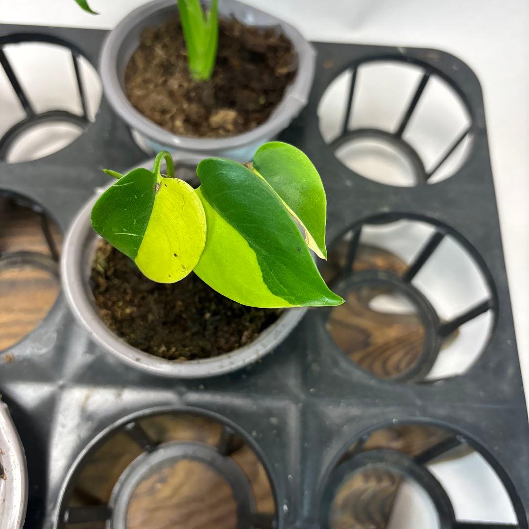 ち*か様 5株セットms76モンステラデリシオーサ イエローマリリン