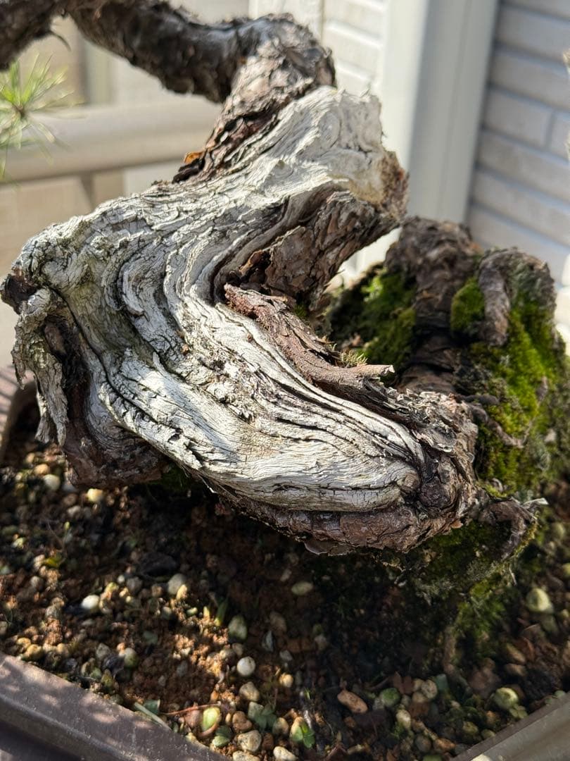 【山採り赤松】中品盆栽　黒松　杜松　真柏　楓　貴風盆栽