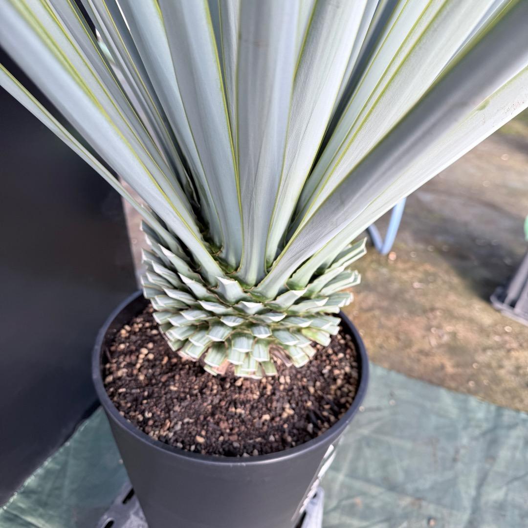 【AL1129】ユッカ　リギダ