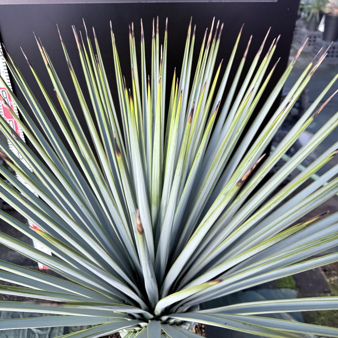 【AL1129】ユッカ　リギダ