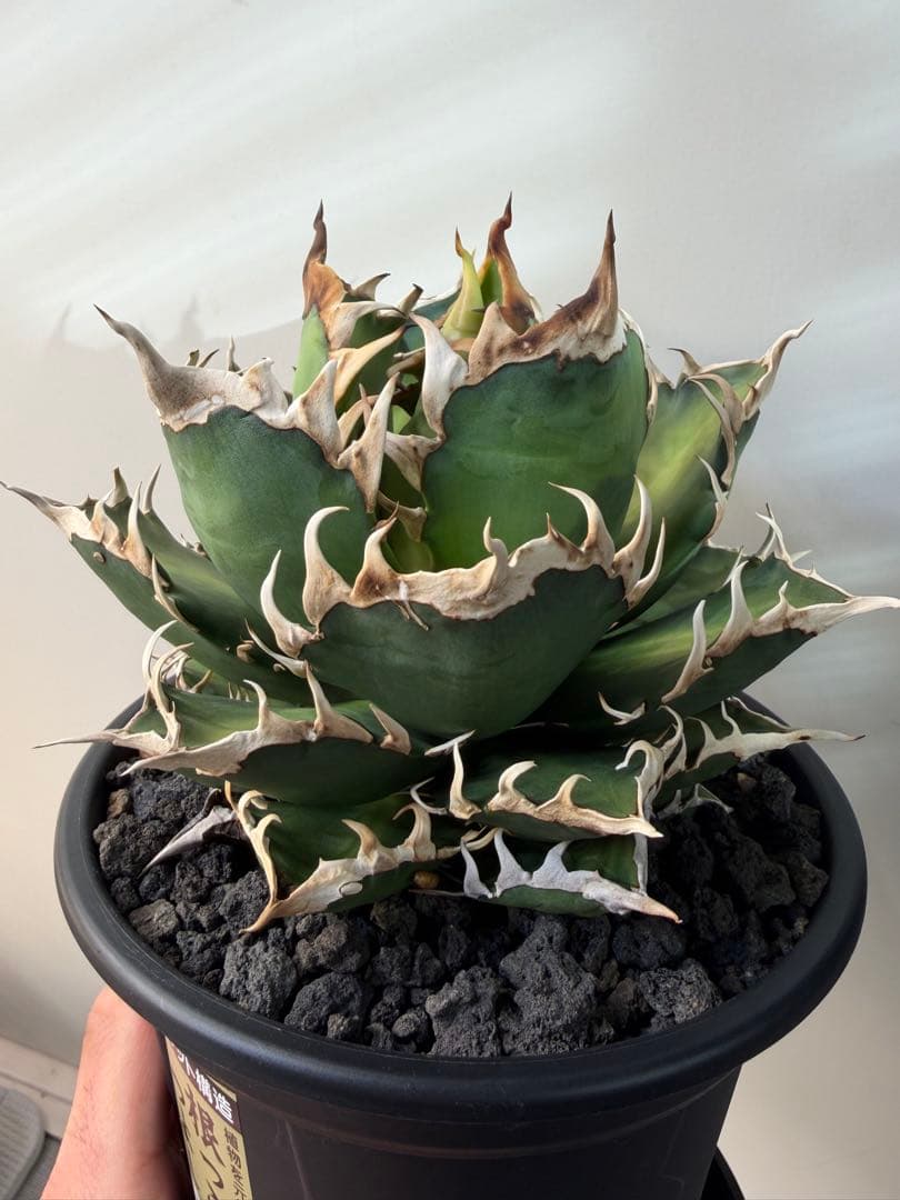 アガベ　チタノタ　赤猫　レッドキャッドウィーズル　大株　ゴリ猫