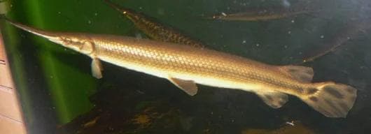 ロングノーズガー　Longnose gar　頭骨 A