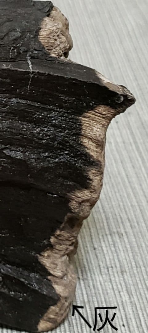 木炭化石（木化石）‼️とても珍しい‼️