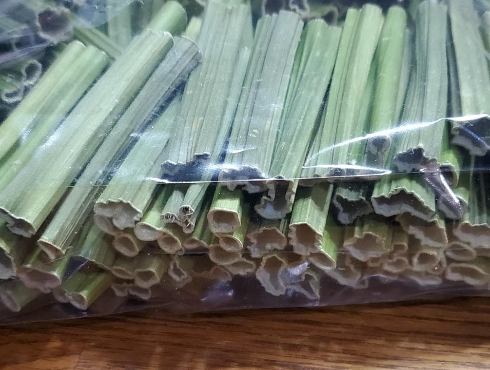 ぷぴ　茎２kg、実１kg　国産・高品質)乾燥パパイヤの茎（無農薬・有機肥料