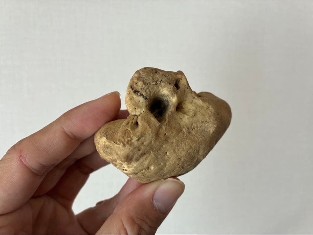 特大 布袋石 耳骨 化石 クジラ イルカ 鉱物 貝殻 ビーチコーミング