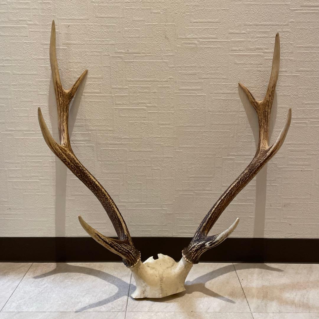 鹿の角オブジェ　頭骨付 インテリア