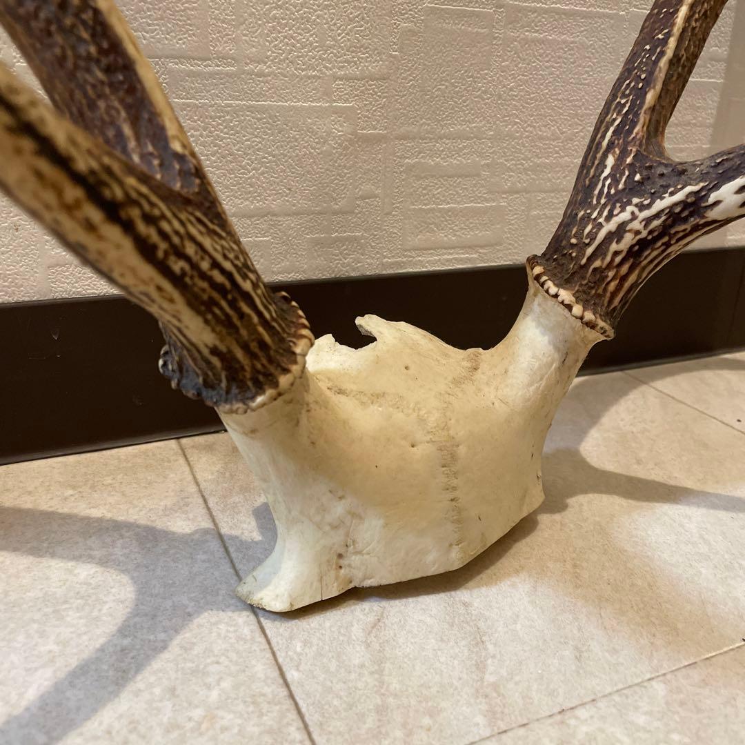 鹿の角オブジェ　頭骨付 インテリア