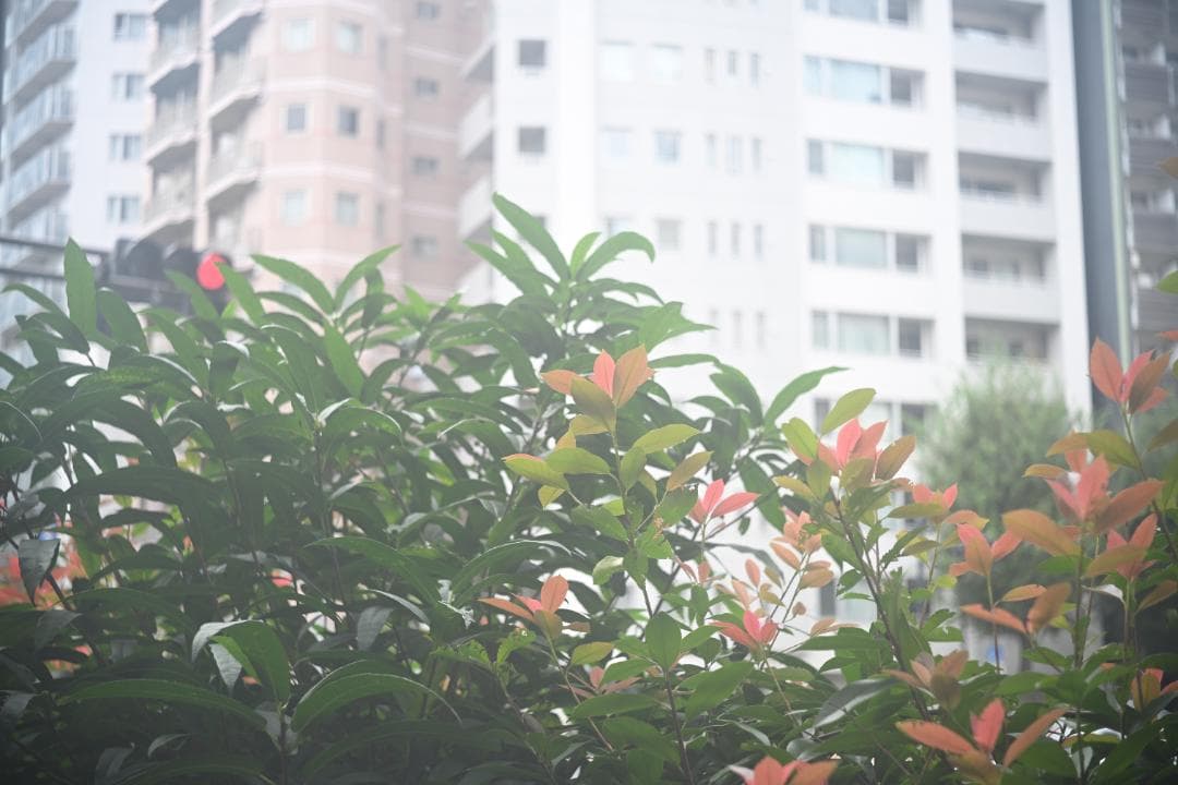 小西六 ヘキサー 50mm F3.5 沈胴レンズ（Mマウント変換アダプター付き）