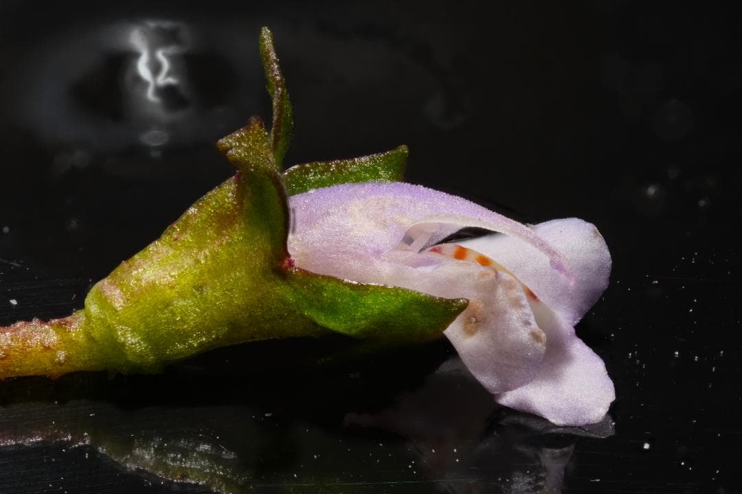 キャノン マクロフォトレンズ 35mm RMS&FDマウント ベローズセット