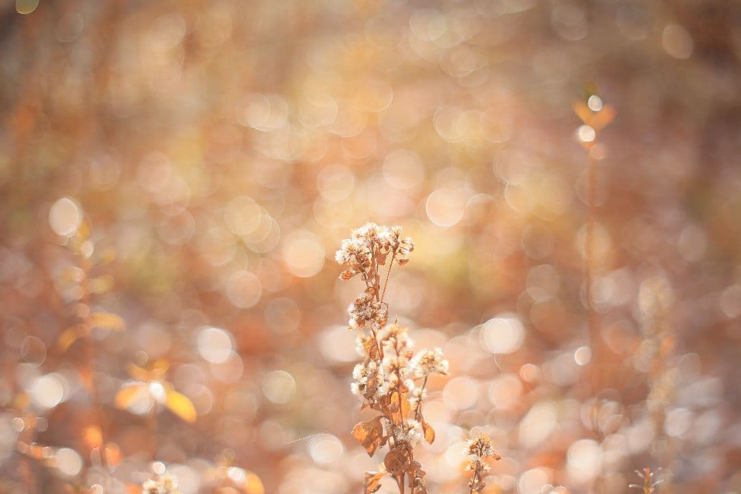 Super-Takumar 55mm F1.8 後期型 S/N：3686963