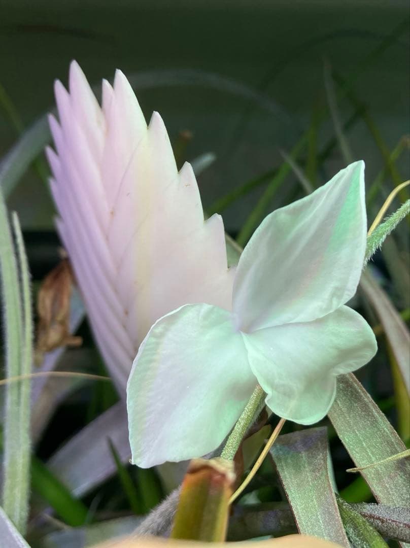Tillandsia cyanea ‘White' T'S TROPICALS