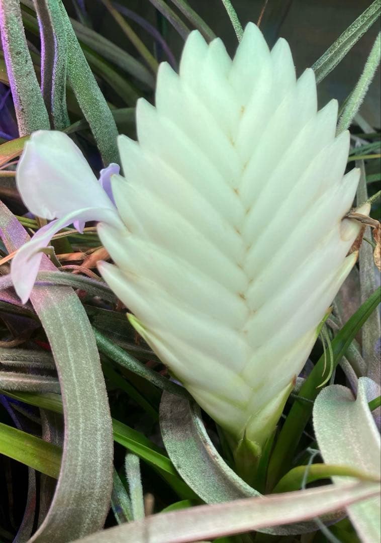 Tillandsia cyanea ‘White' T'S TROPICALS