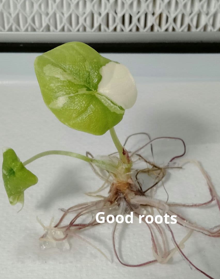 あ*き様 アロカシア メロ アルボ 斑入り