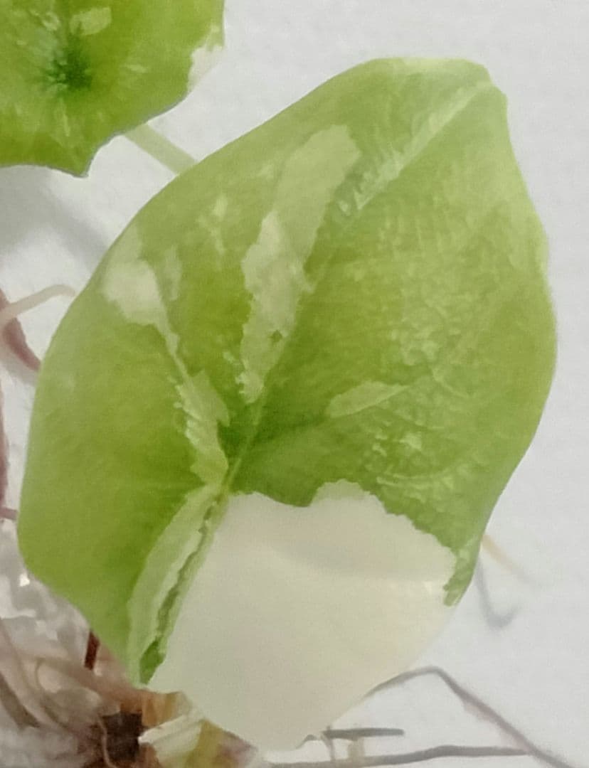 あ*き様 アロカシア メロ アルボ 斑入り