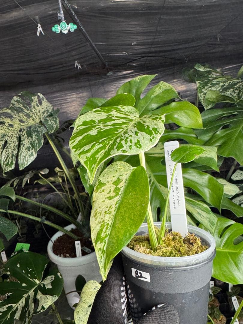 B2 モンステラ　デリシオーサ　ベトシオーサ