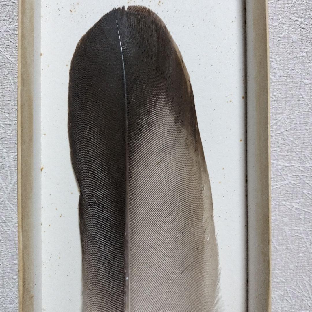 御羽箒 縞梟三ツ羽根 と姉羽鶴羽掃 風炉 紙箱