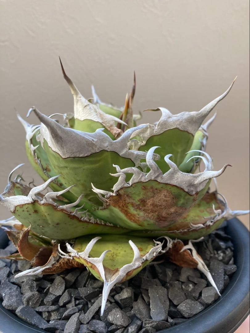 アガベ オテロイ実生選抜子株② オアハカ　チタノタ