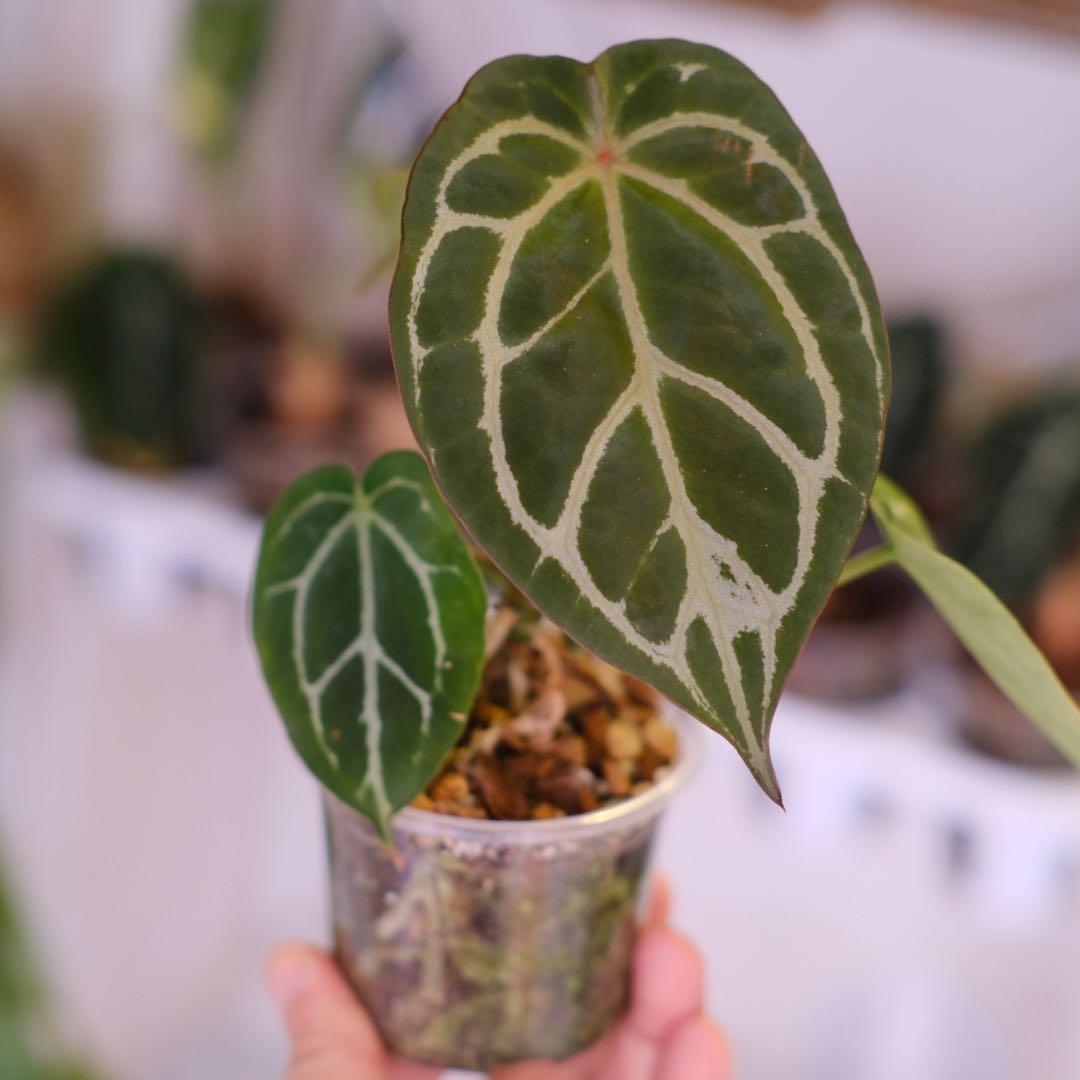 A. chocolate × A.Red crystallinum NSE