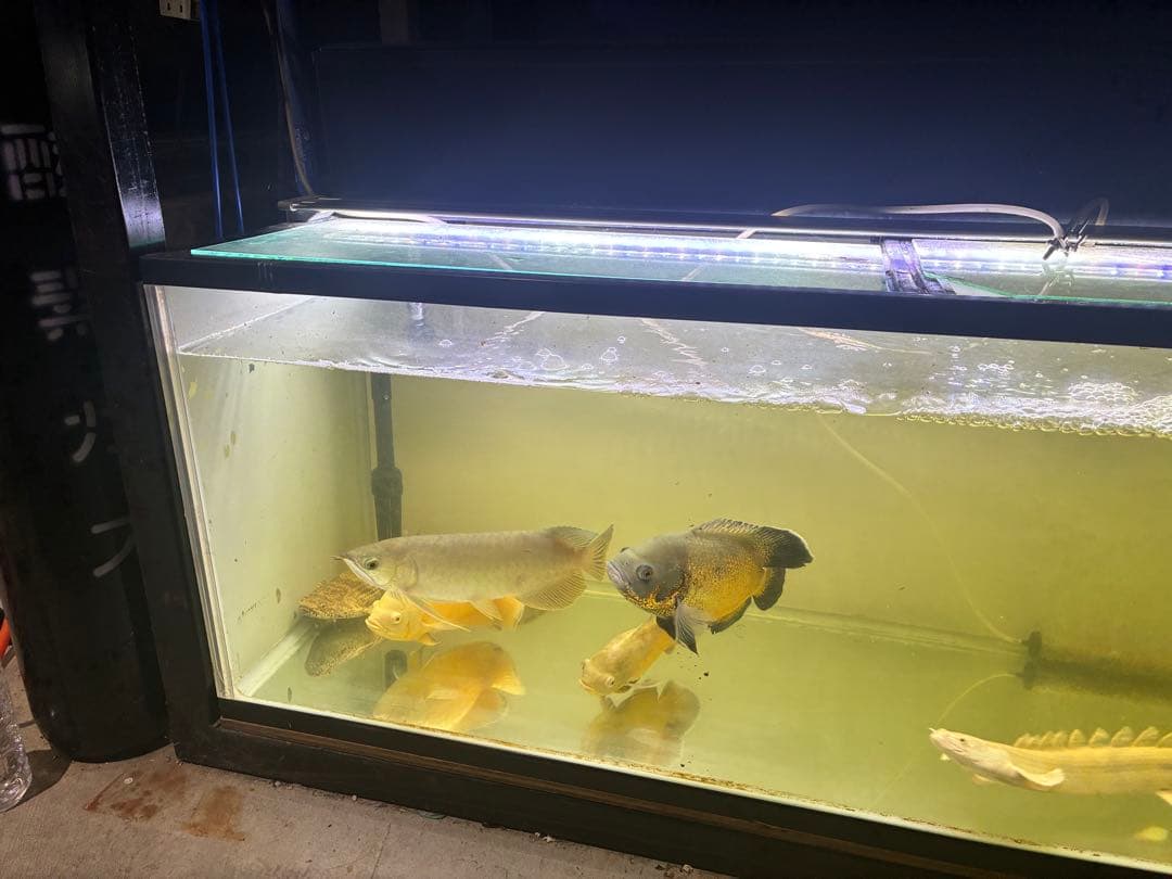 静岡県発！！！1200水槽　水槽　大型水槽　水槽用品
