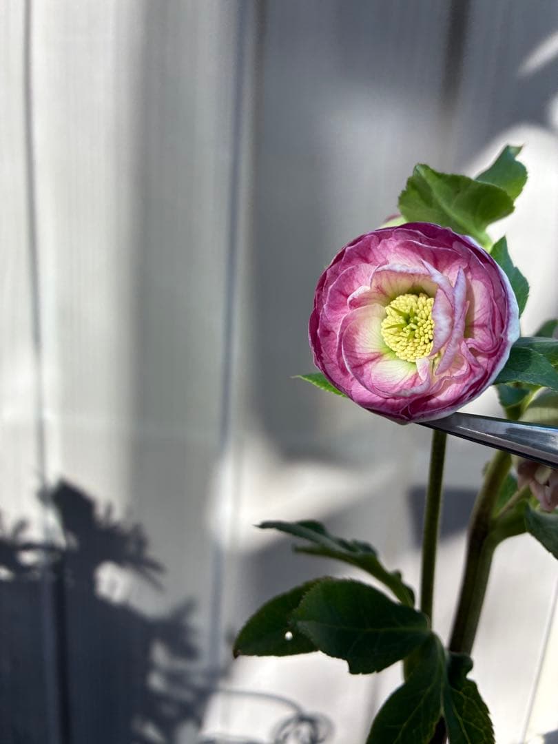 ♡認定♡毬姫　コロコロ咲き