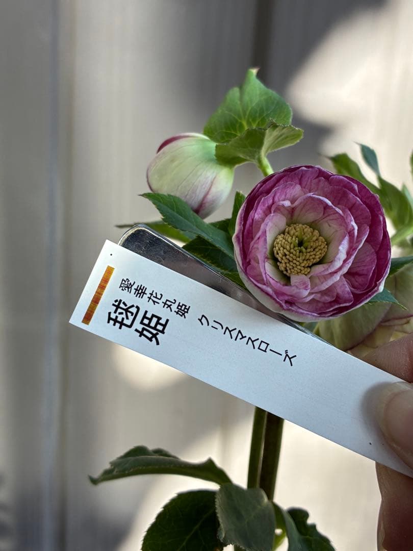 ♡認定♡毬姫　コロコロ咲き