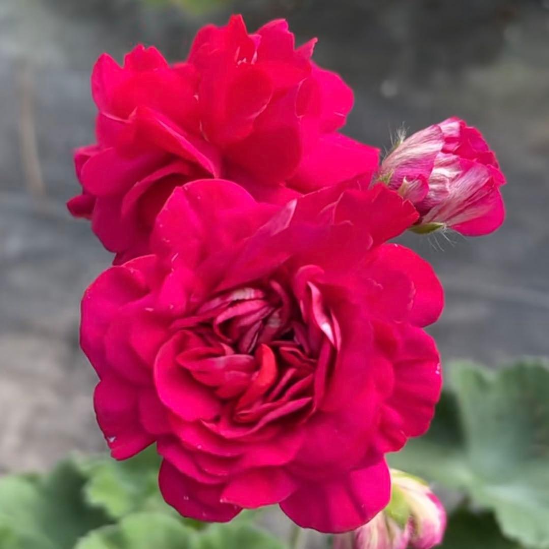 赤バラ咲ゼラニウム　希少品種ゼラニウム　レア品種ゼラニウム CI01