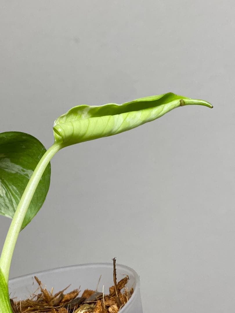 a【将来有望株‼️】モンステラ　デリシオーサ　バルバソー　フシギダネ/ベトシオーサ