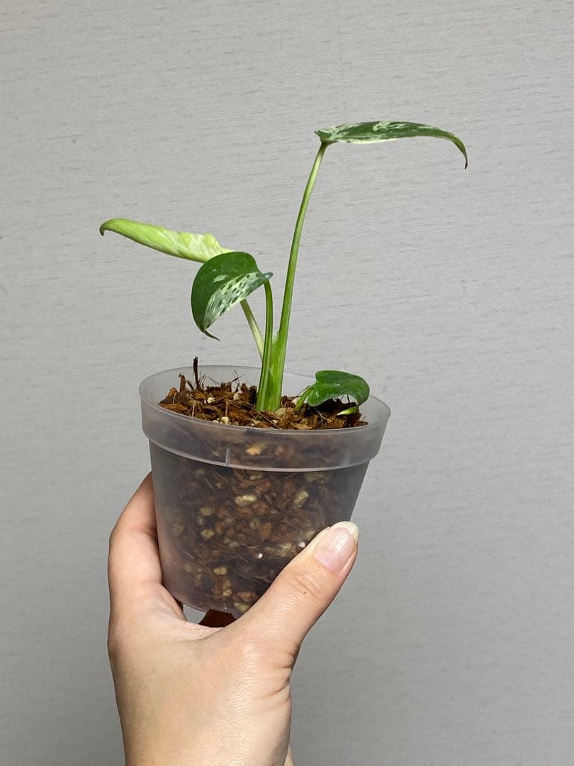 a【将来有望株‼️】モンステラ　デリシオーサ　バルバソー　フシギダネ/ベトシオーサ