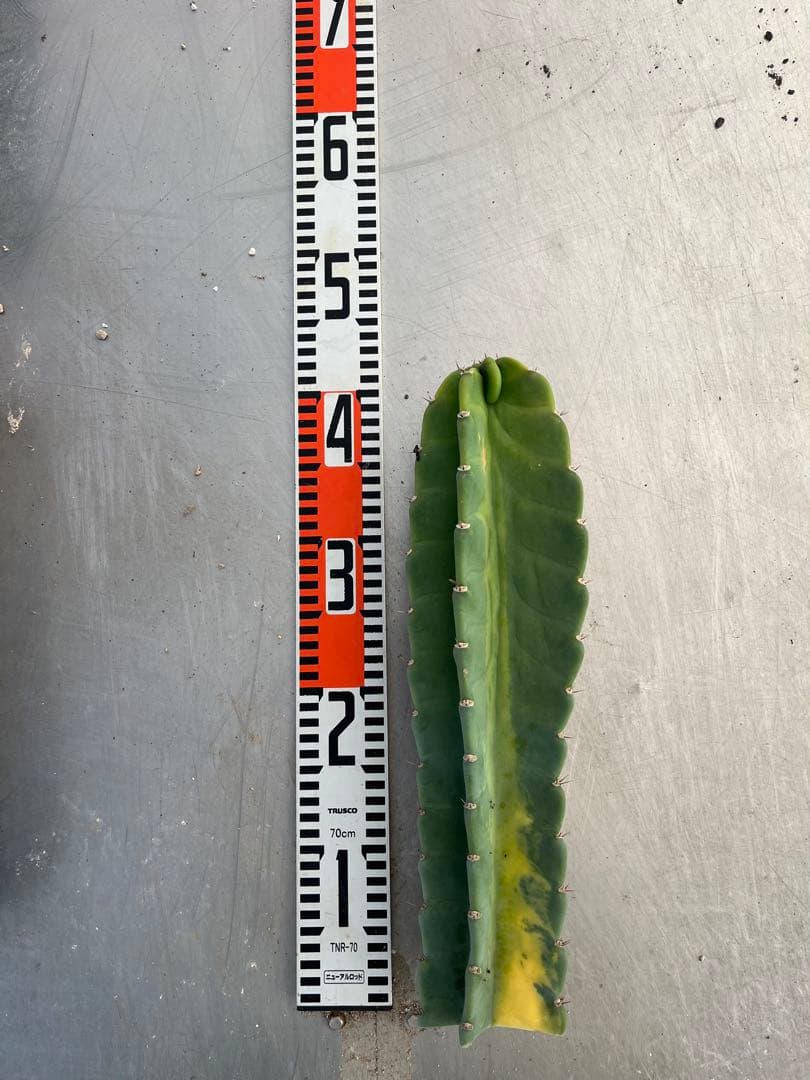 鬼面角錦　柱サボテン　斑入り