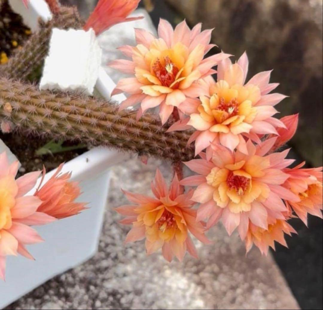 【鉢ごと】多肉植物　花サボテン　金紐シリーズ　オレンジ