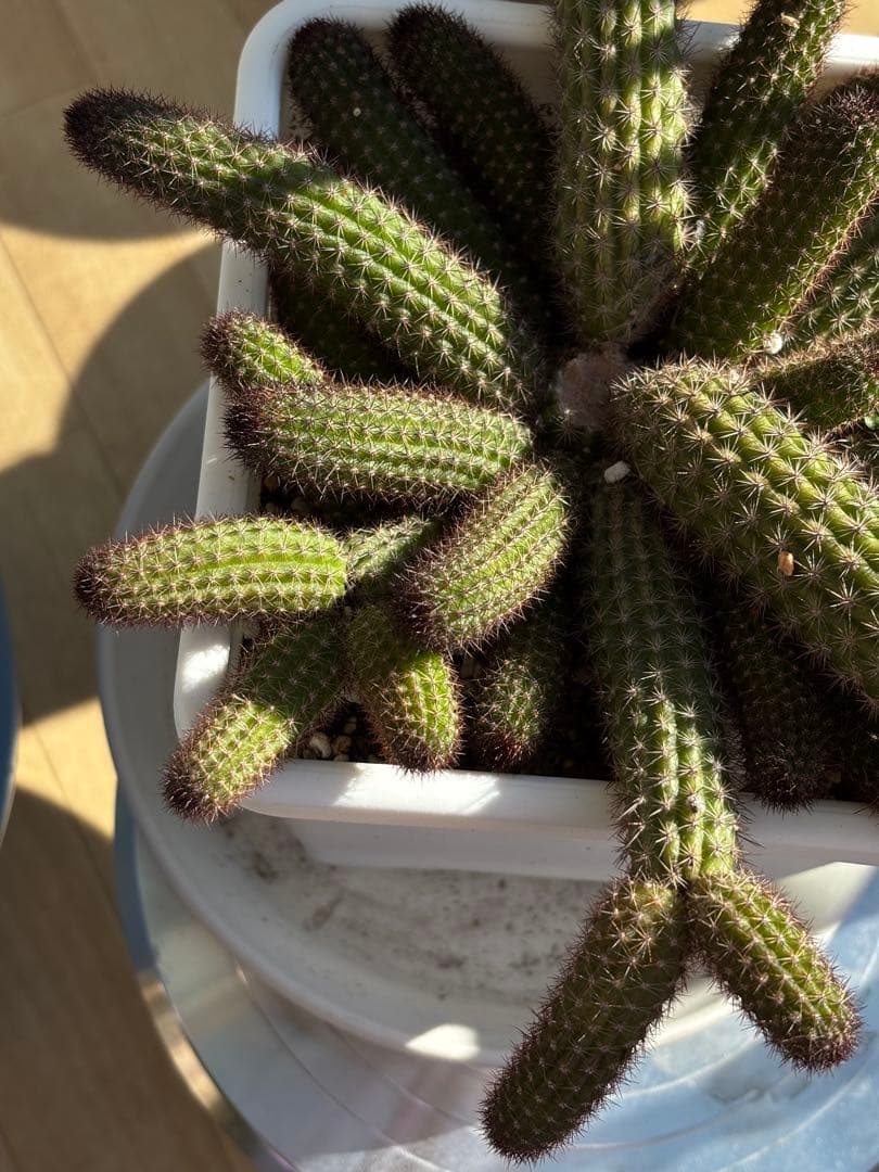 【鉢ごと】多肉植物　花サボテン　金紐シリーズ　オレンジ