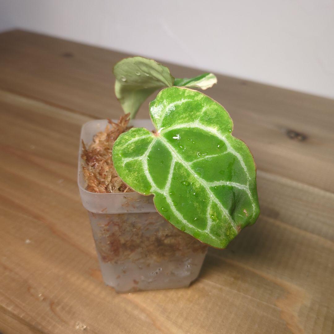 その他観葉植物 Anthurium Crystallinum Variegated