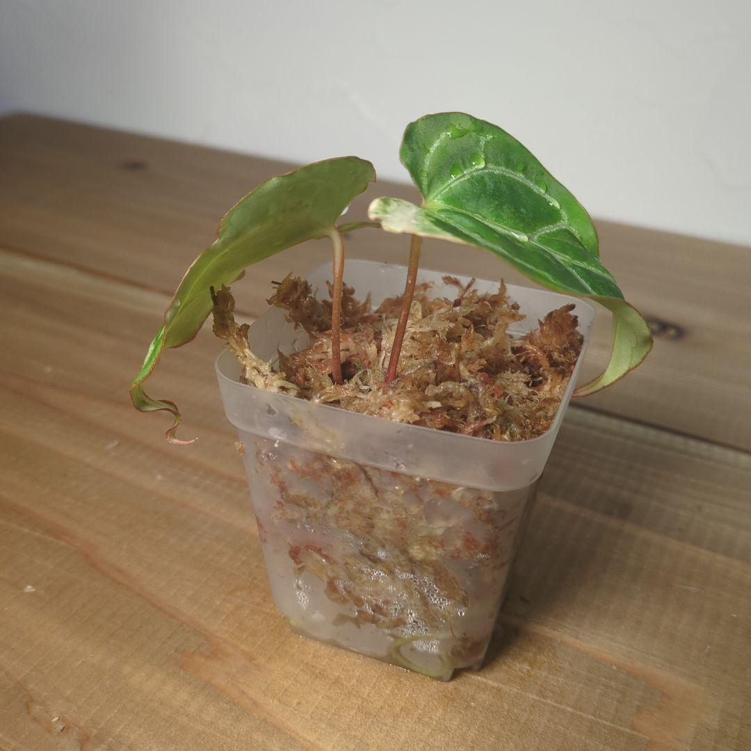 その他観葉植物 Anthurium Crystallinum Variegated