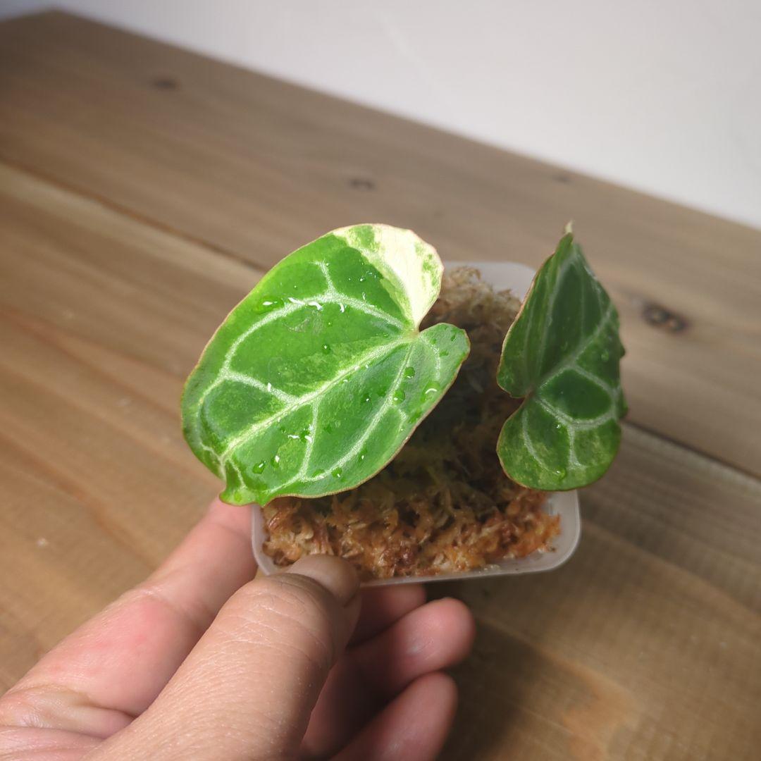 その他観葉植物 Anthurium Crystallinum Variegated