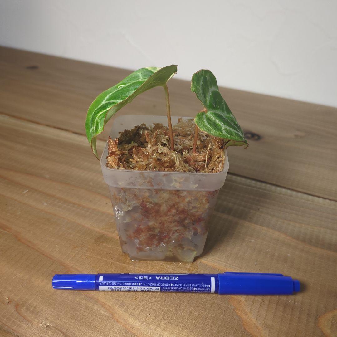 その他観葉植物 Anthurium Crystallinum Variegated