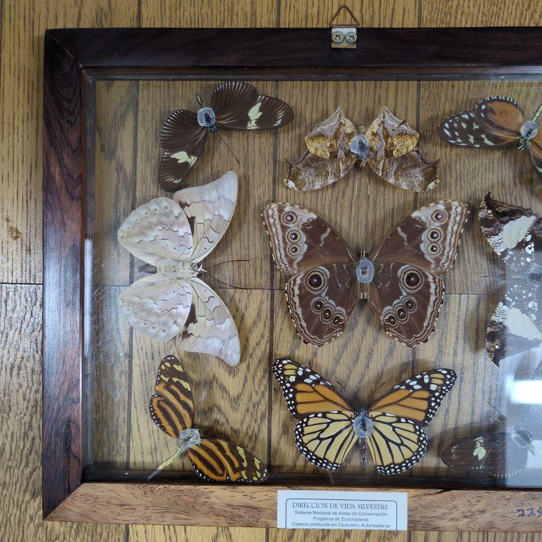 蝶の標本 木製フレーム入り