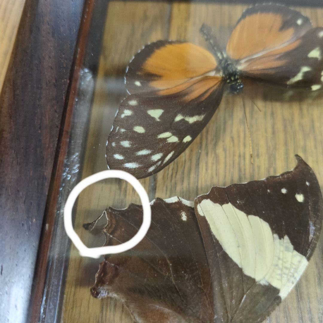 蝶の標本 木製フレーム入り