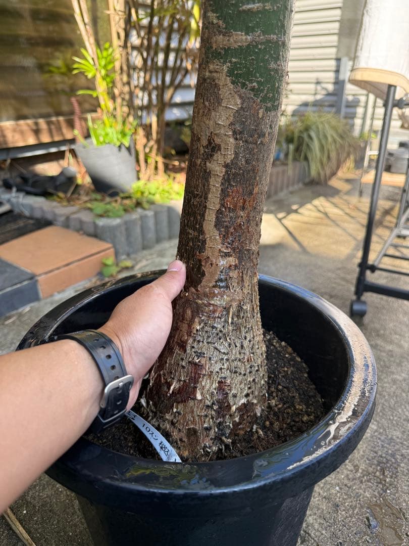 パキラ ミルキーウェイ 斑入り 約1.5メートル 観葉植物