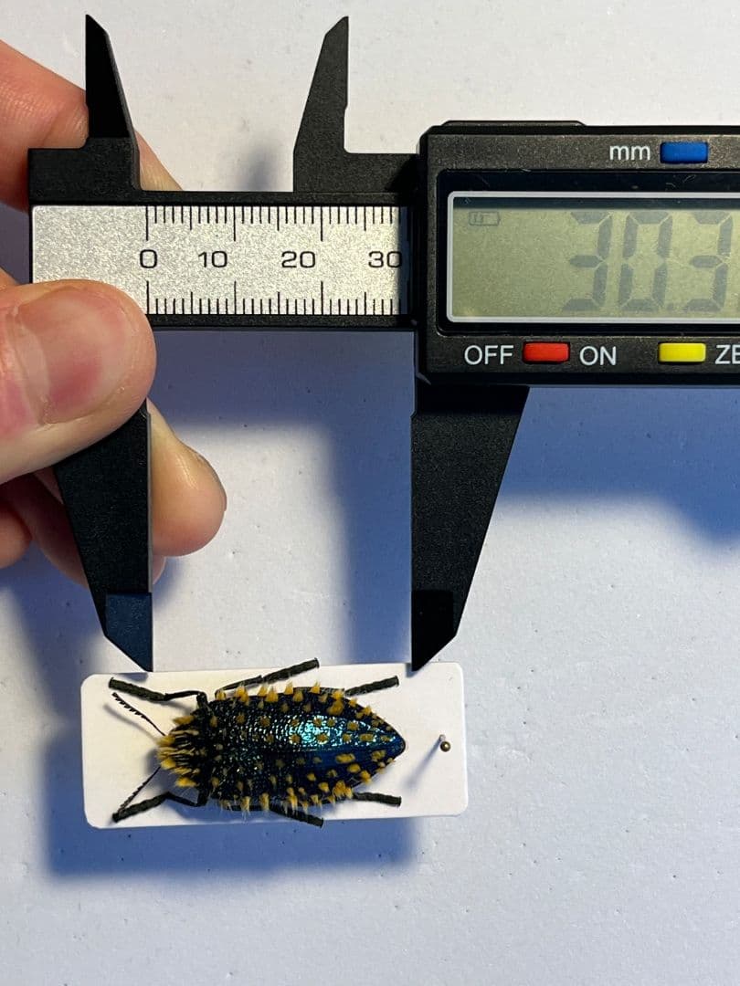 【極美展足】ムラサキケブカフトタマムシ スハンダエ プラチナコガネコブハムシ標本