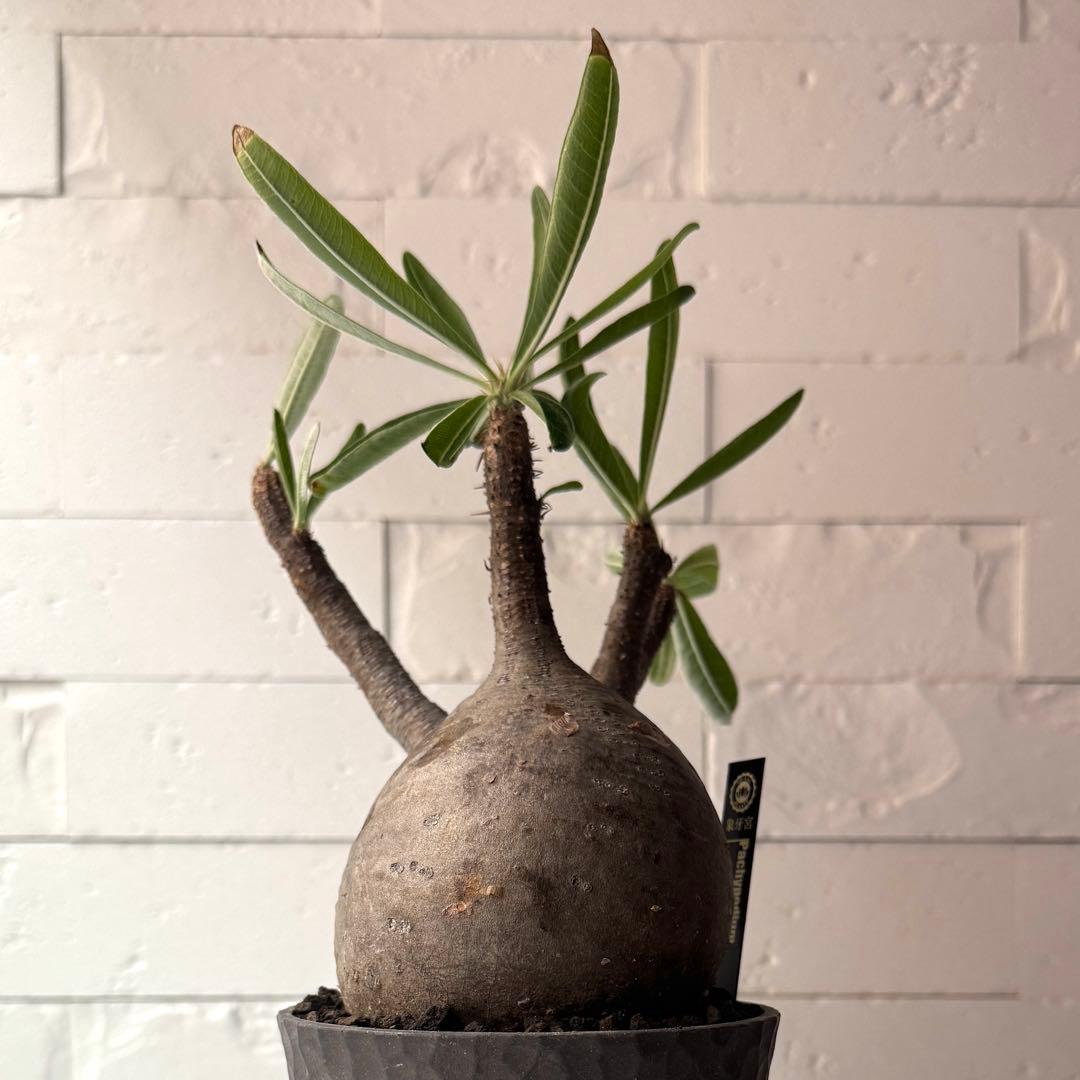 PG38 パキポディウム グラキリス 発根済 現地株