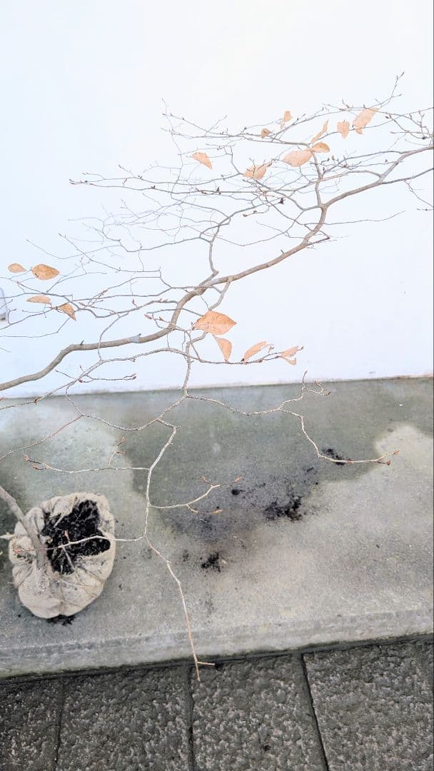 唯一。山採りヤマコウバシ。