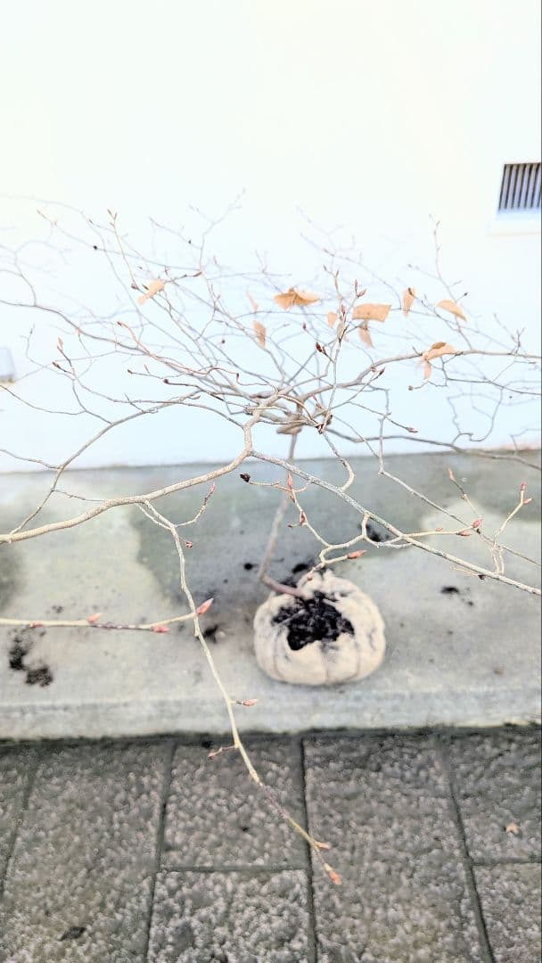 唯一。山採りヤマコウバシ。