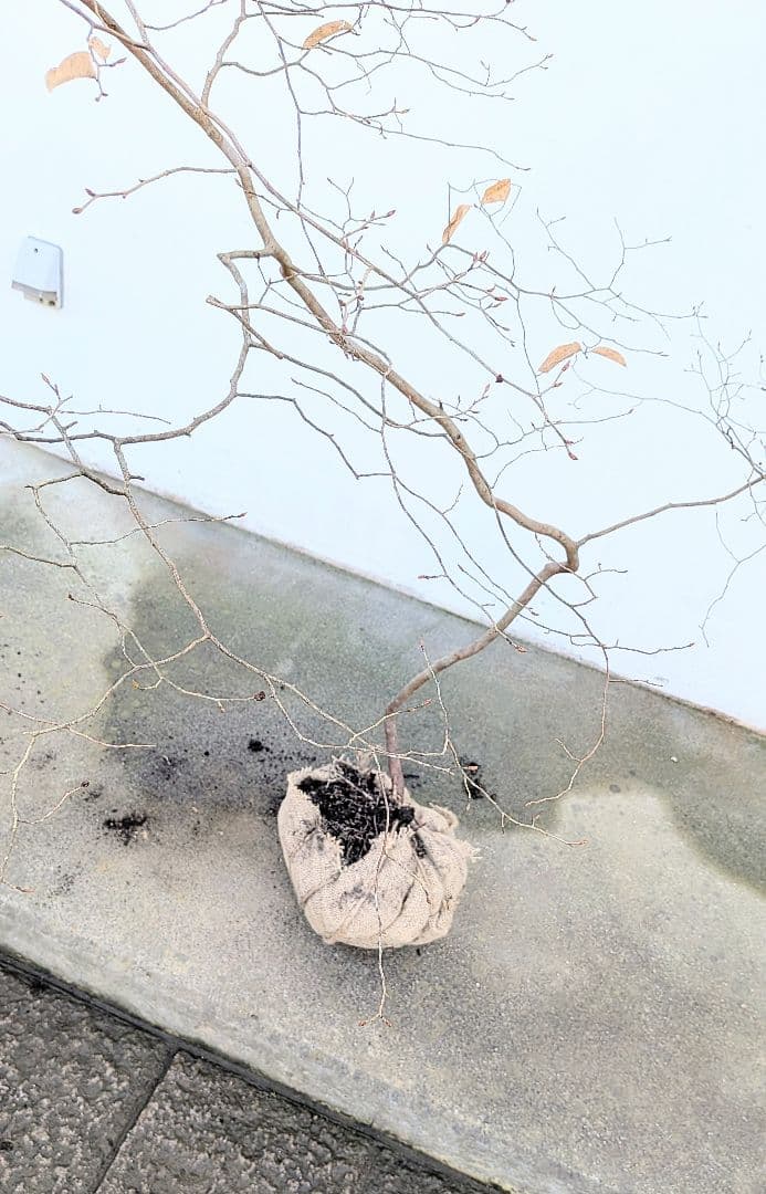 唯一。山採りヤマコウバシ。