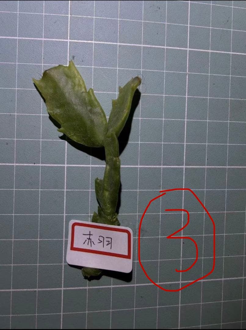 デンマークカクタス シャコバサボテン　赤羽 　葉挿し　1473