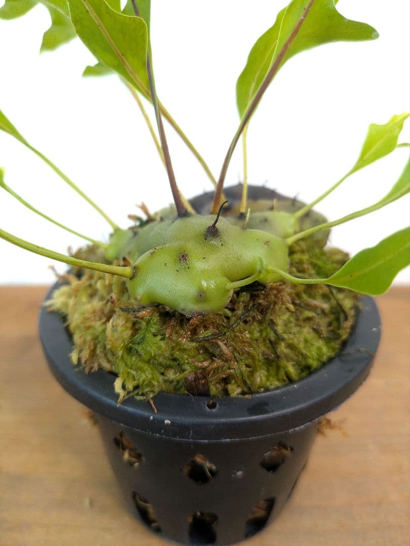 レカノプテリス カルノーサ ミナハサ マナド ノース スラウェシ アリ植物