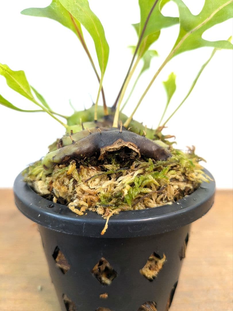 レカノプテリス カルノーサ ミナハサ マナド ノース スラウェシ アリ植物