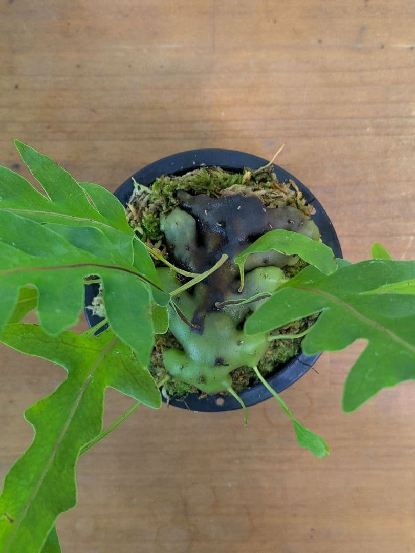 レカノプテリス カルノーサ ミナハサ マナド ノース スラウェシ アリ植物